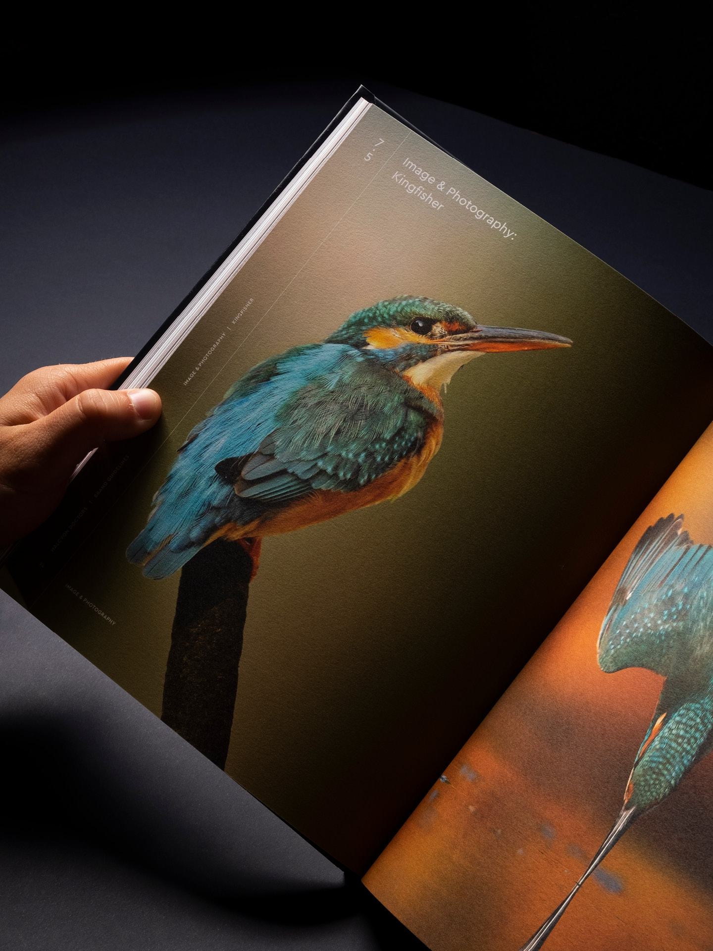 A printed spread from the Halcyon Doctors brand guidelines showcasing two pictures of kingfishers